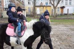 kucyki-fuks-i-elvis-po-zimowej-przerwie-17