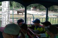 misie-na-wycieczce-w-gdanskim-ogrodzie-zoologicznym-09