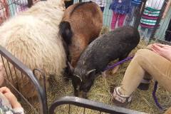 wiejska-farma-aleny-u-misiow-09