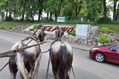 wycieczka-delfinkow-do-gospodarstwa-agroturystycznego-u-rychertow-28