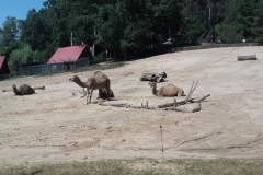 wycieczka-przedszkolakow-do-gdanskiego-ogrodu-zoologicznego-39